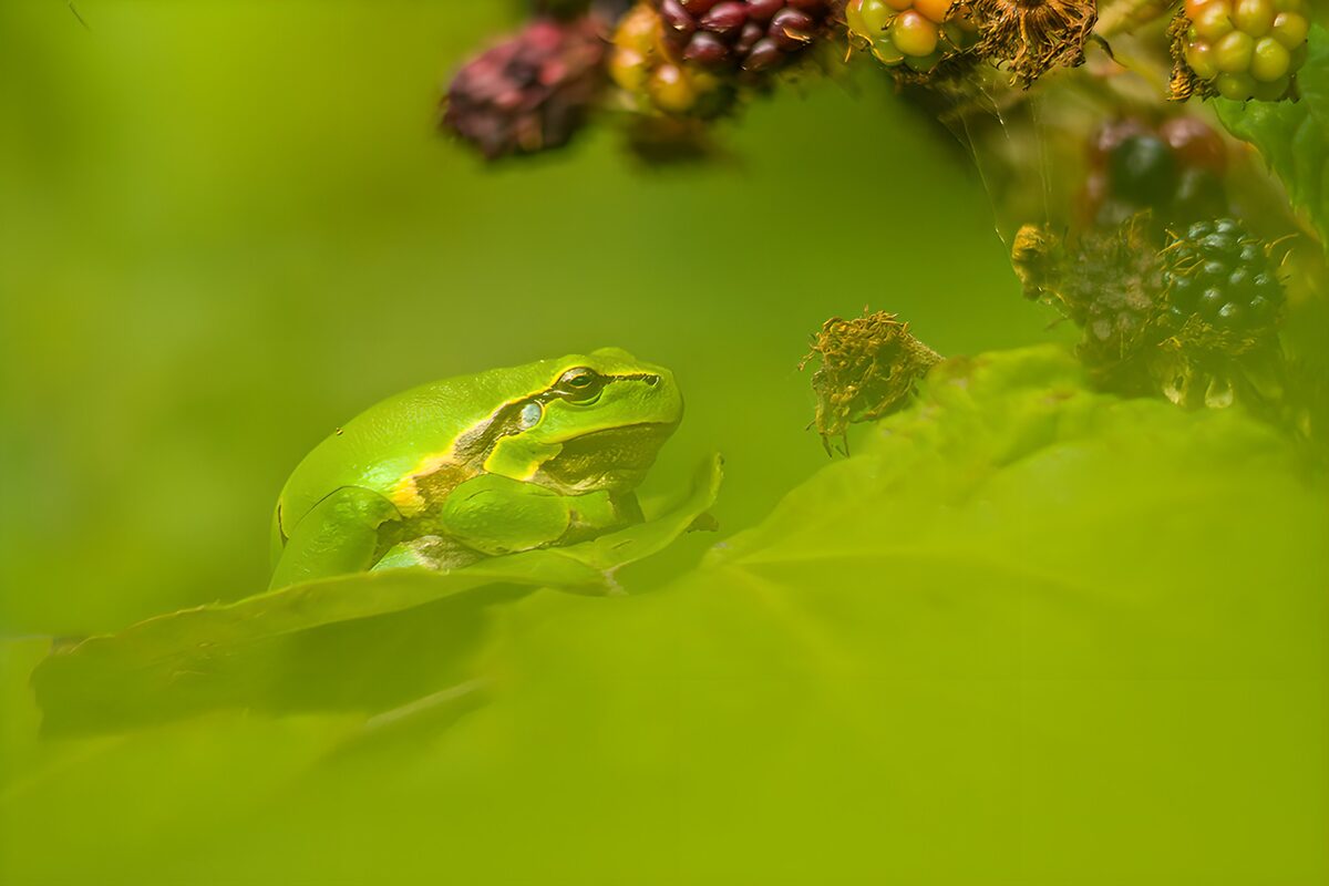 Green Frog Camouflaged in Nature