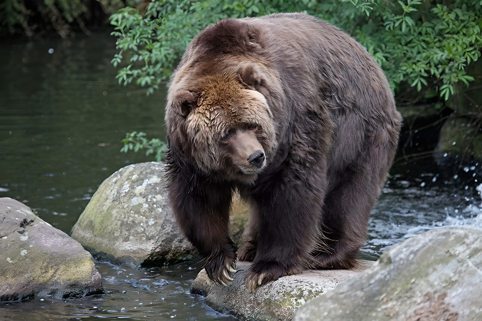 OCUK49830: Majestic Grizzly Bear by the Water