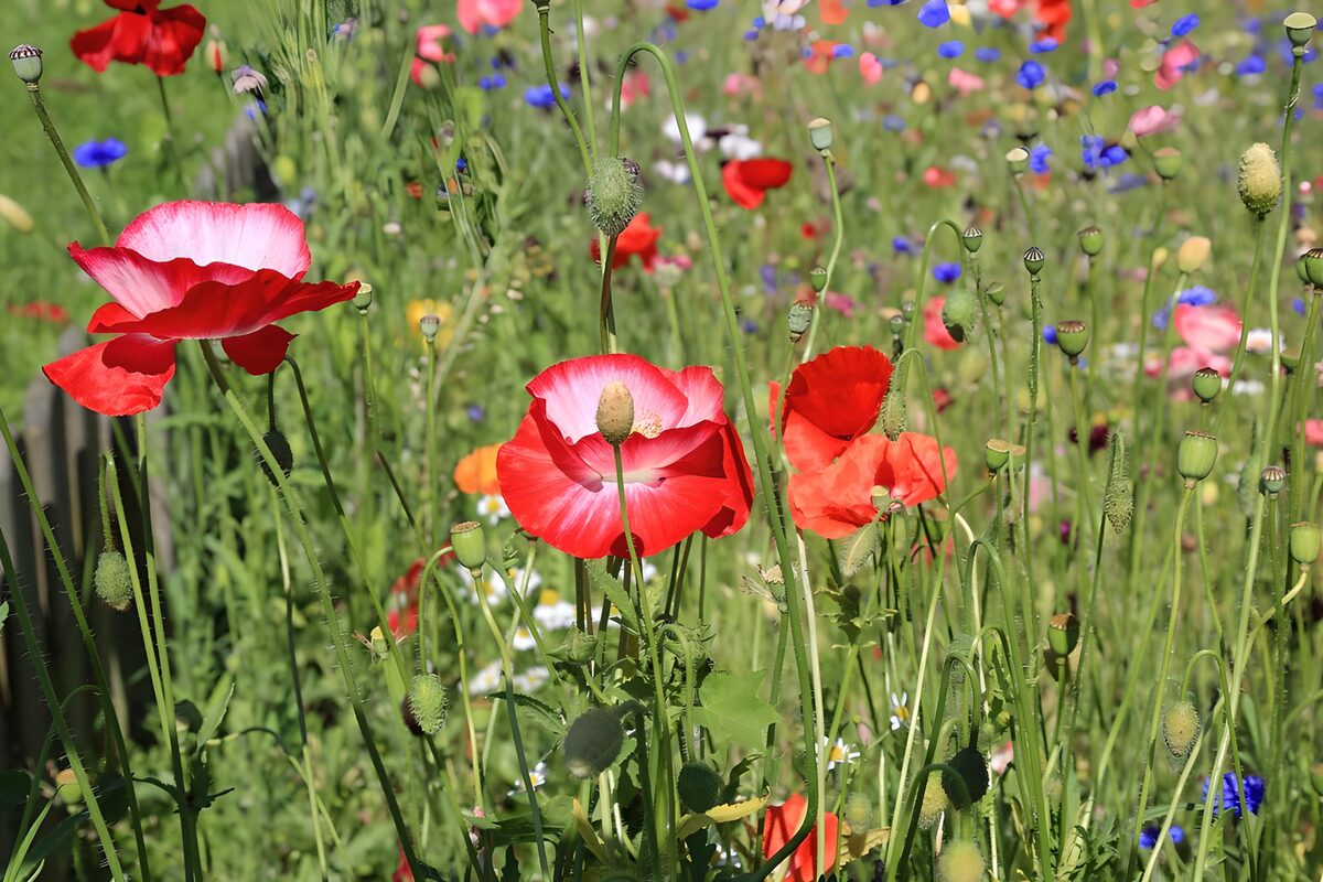 Vibrant Field of Poppies and Wildflowers