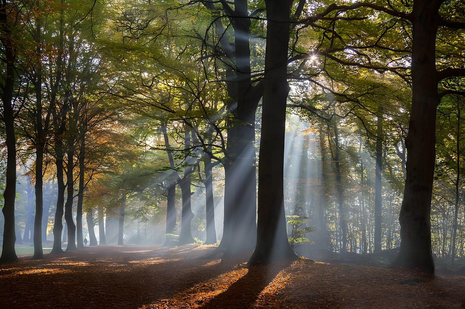 OCUK52688: Enchanted Forest Light Rays