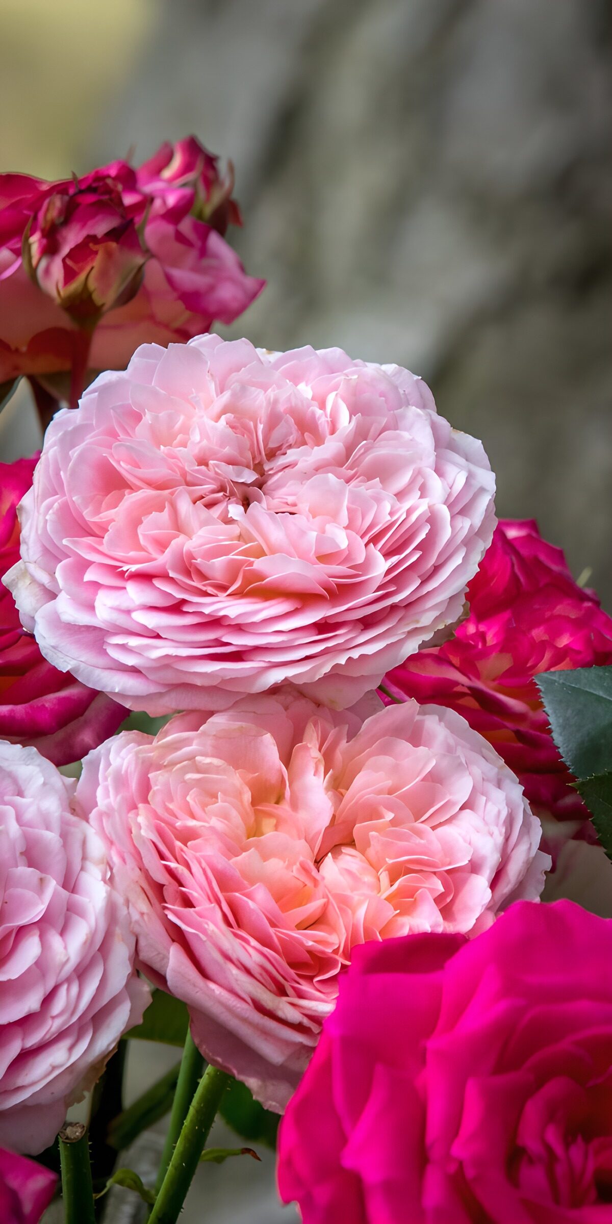 OCUK77377: Delicate Pink Rose Blossoms