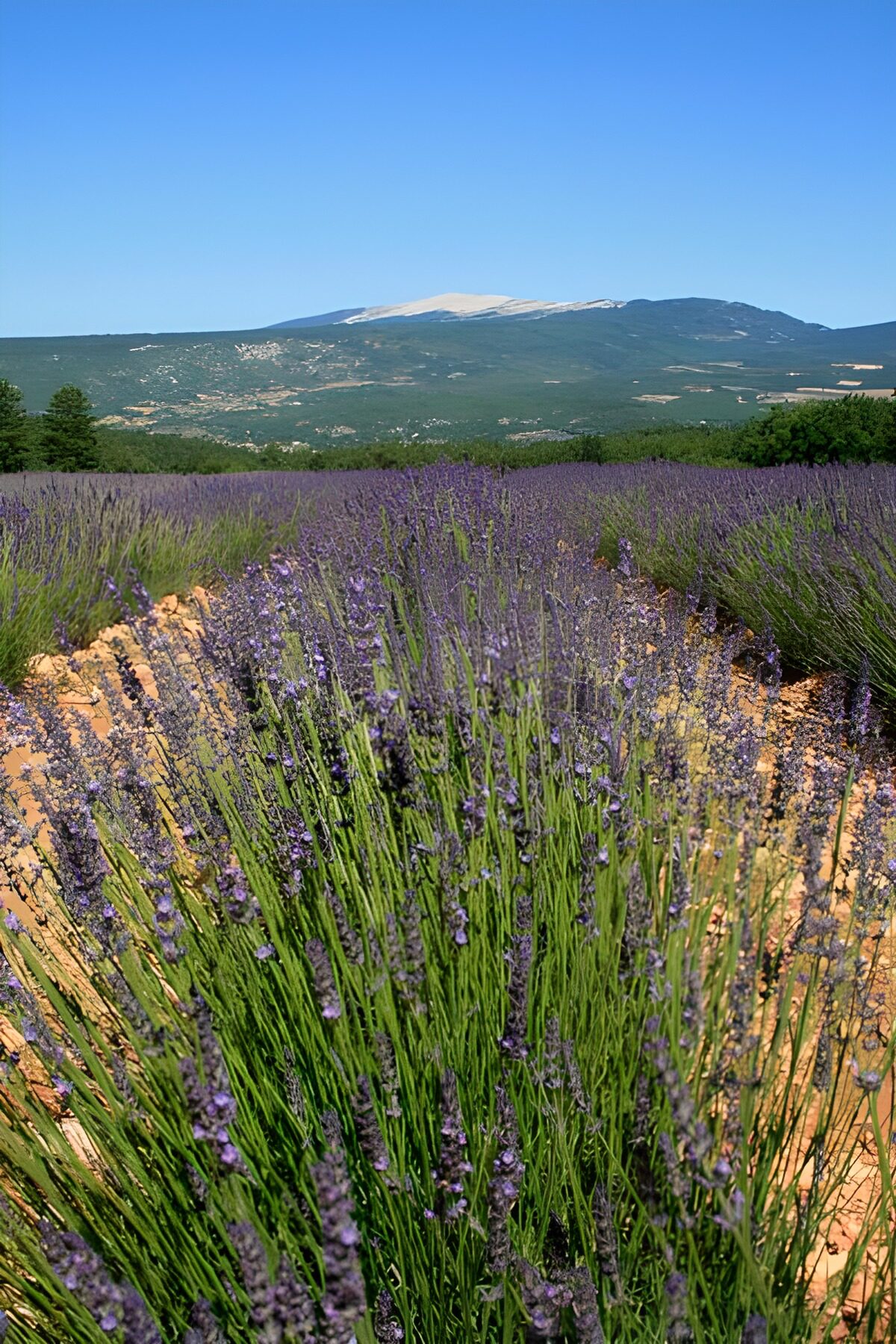 OCUK58426: Lavender fields  2