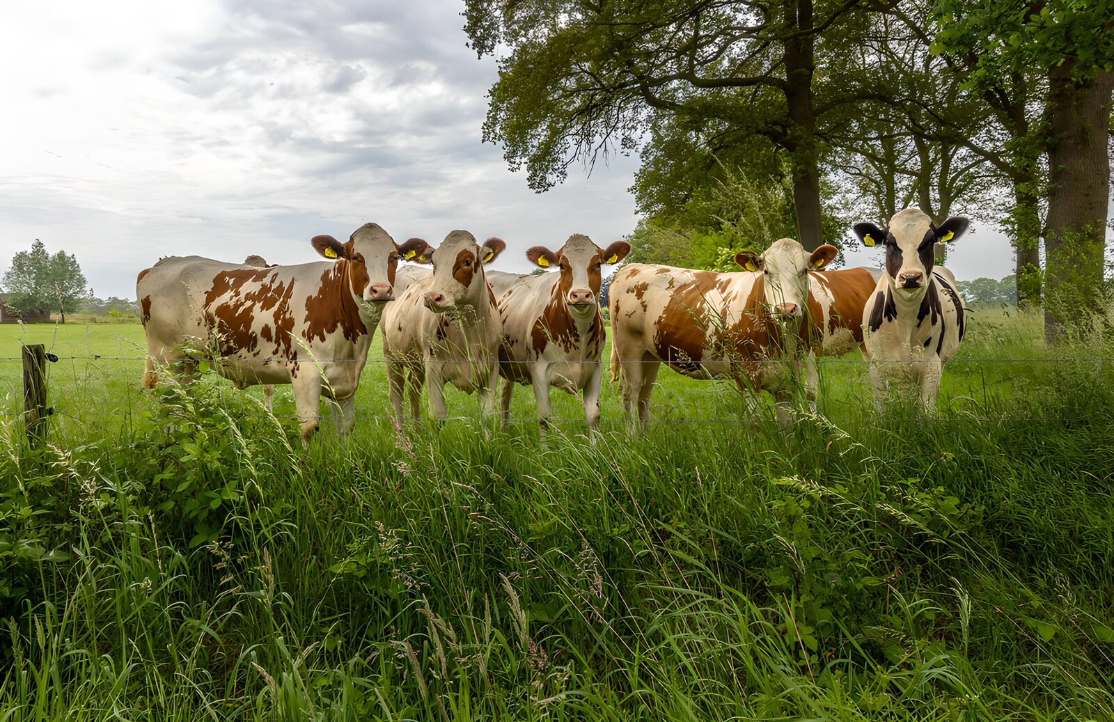 OCUK91046: Curious Cows in a Green Meadow