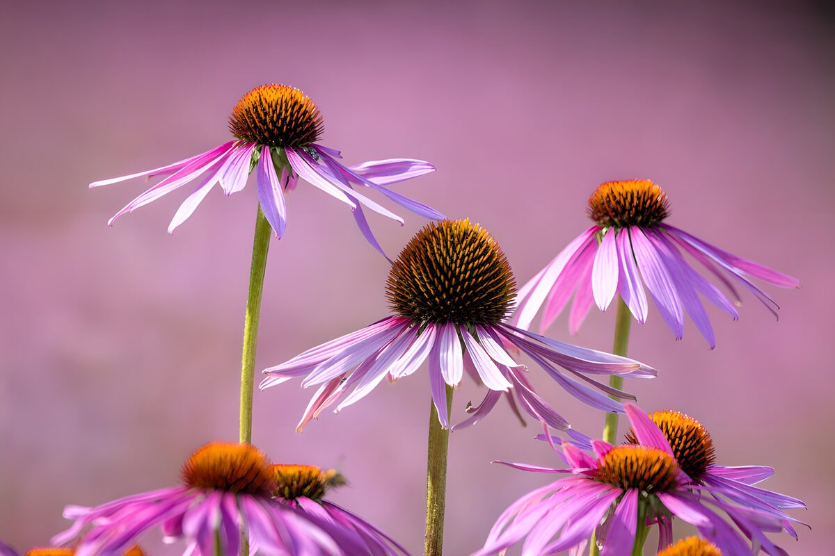 OCUK93201: Vibrant Purple Coneflowers in Bloom