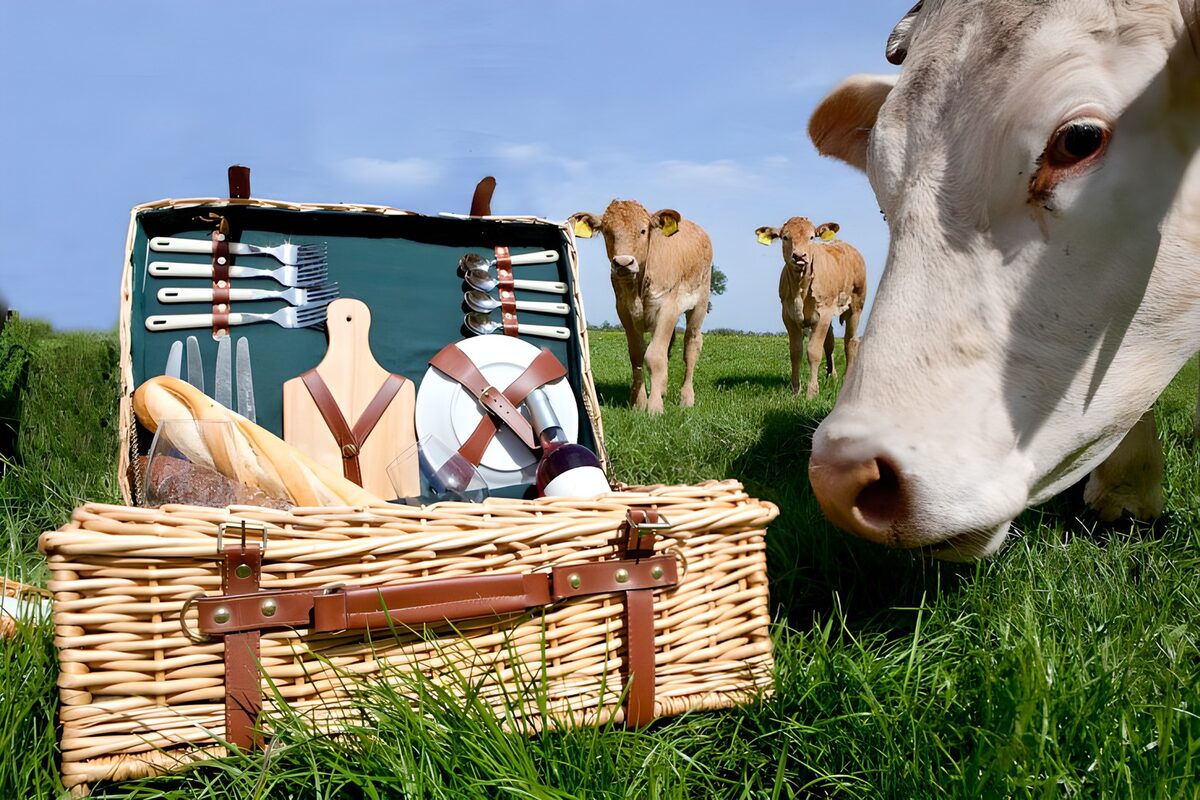 Cow smelling picnic basket, cows in the background