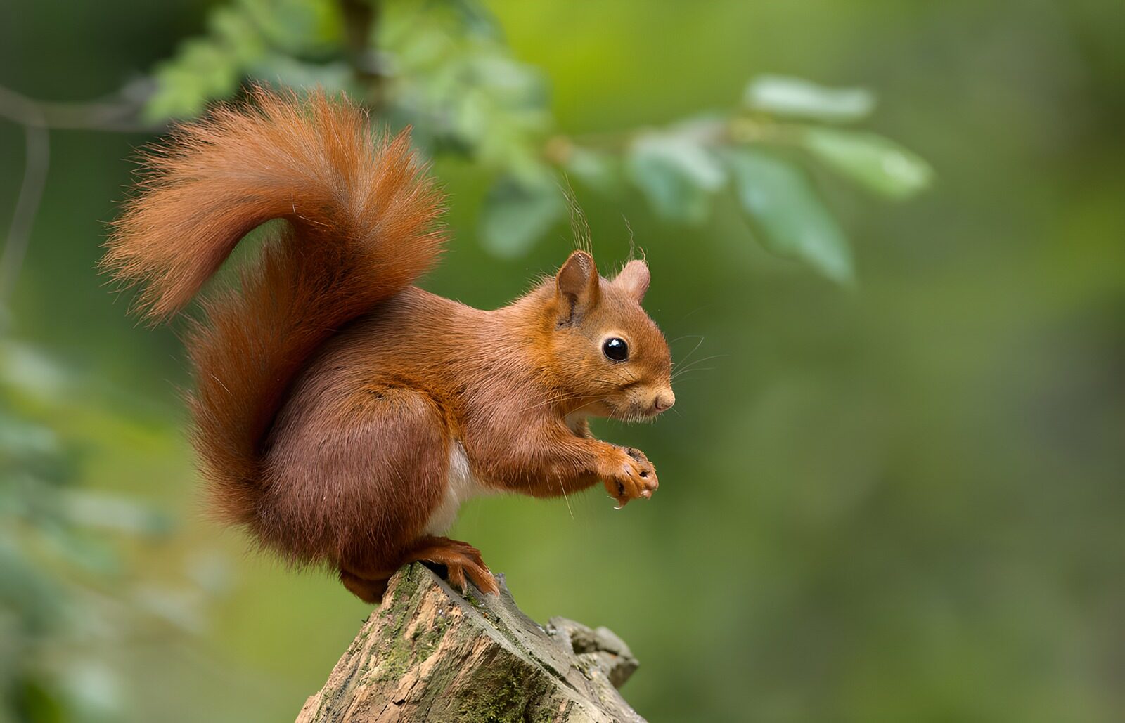 OCUK29189: Playful Red Squirrel in Nature