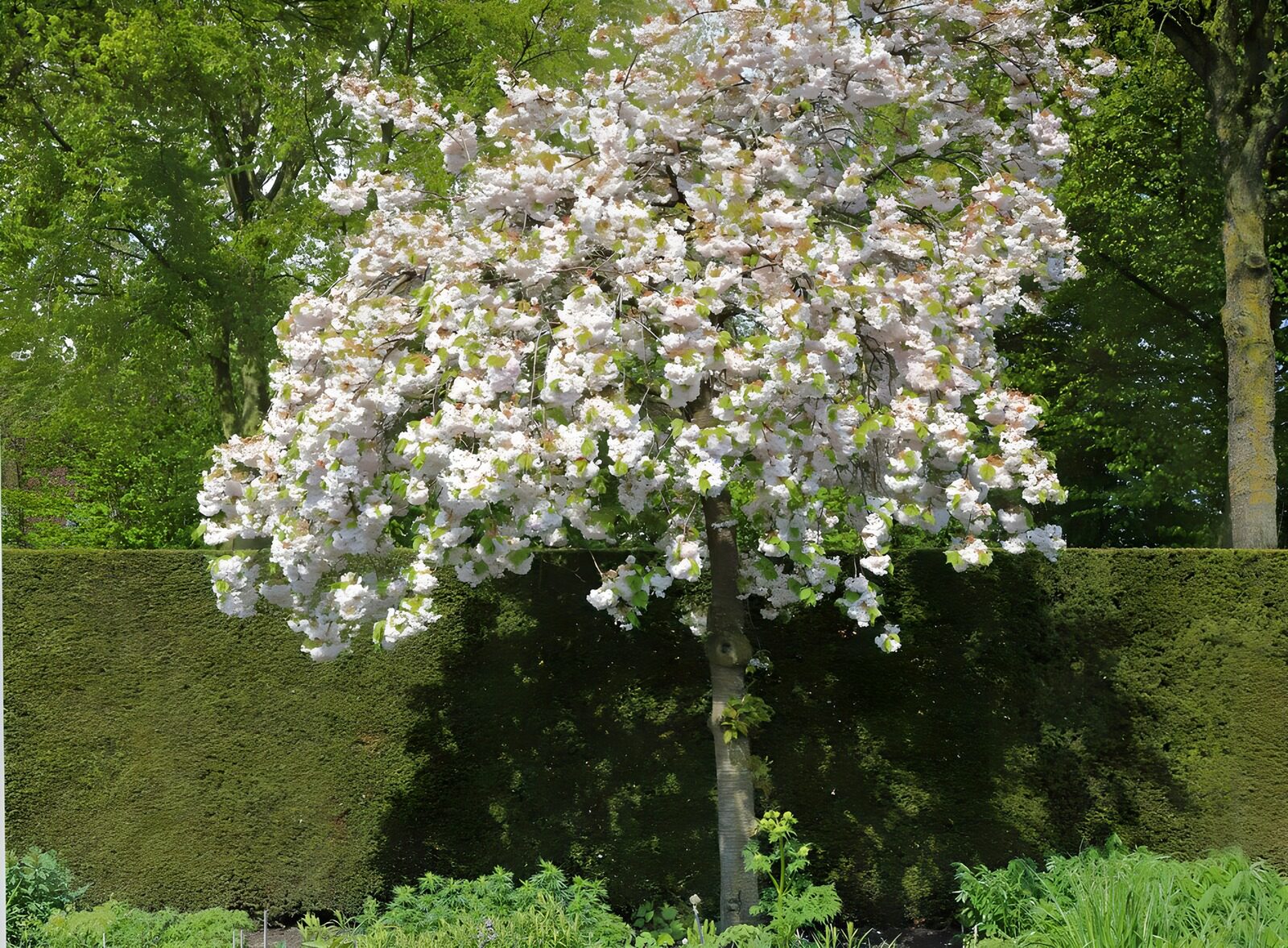 OCUK12077: Appel tree with blossom in springtime