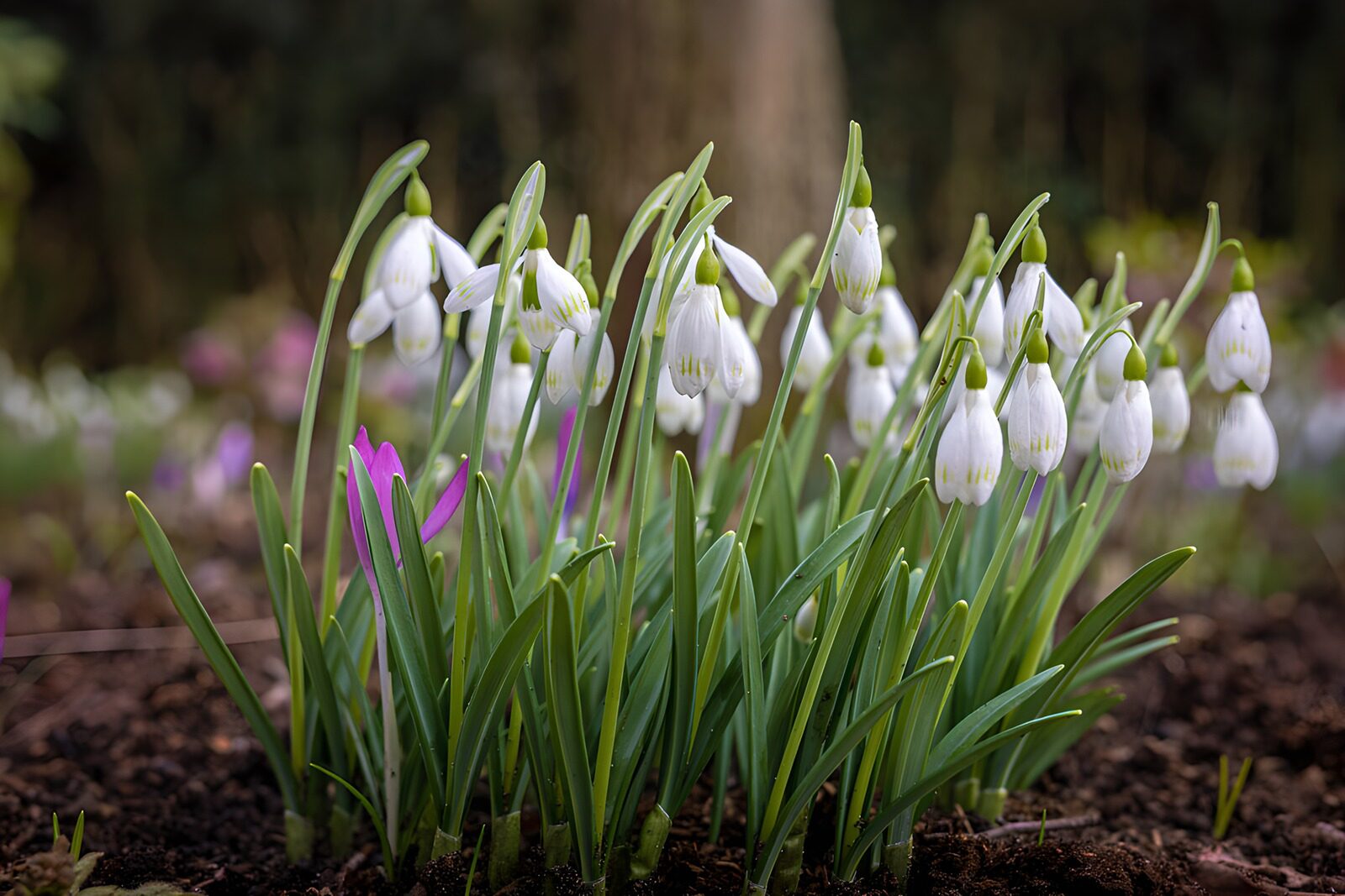 OCUK32918: Snowdrops in Bloom