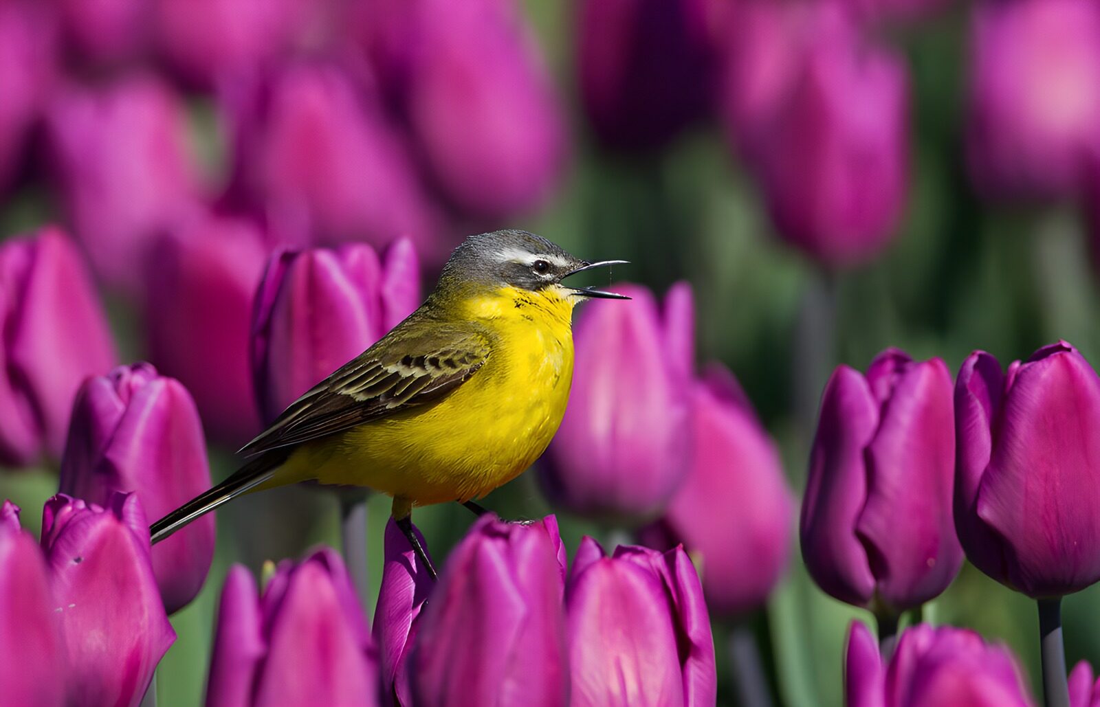 OCUK88641: Vibrant Yellow Bird Among Purple Tulips