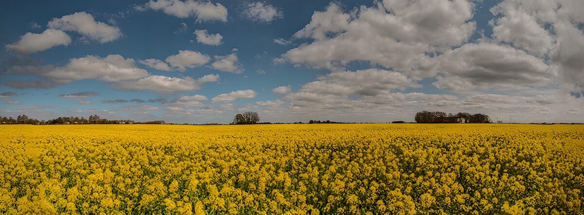 OCUK23437: Vibrant Yellow Canola Field Under Blue Sky