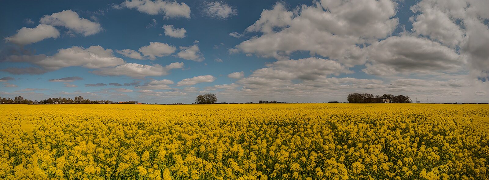 OCUK23437: Vibrant Yellow Canola Field Under Blue Sky