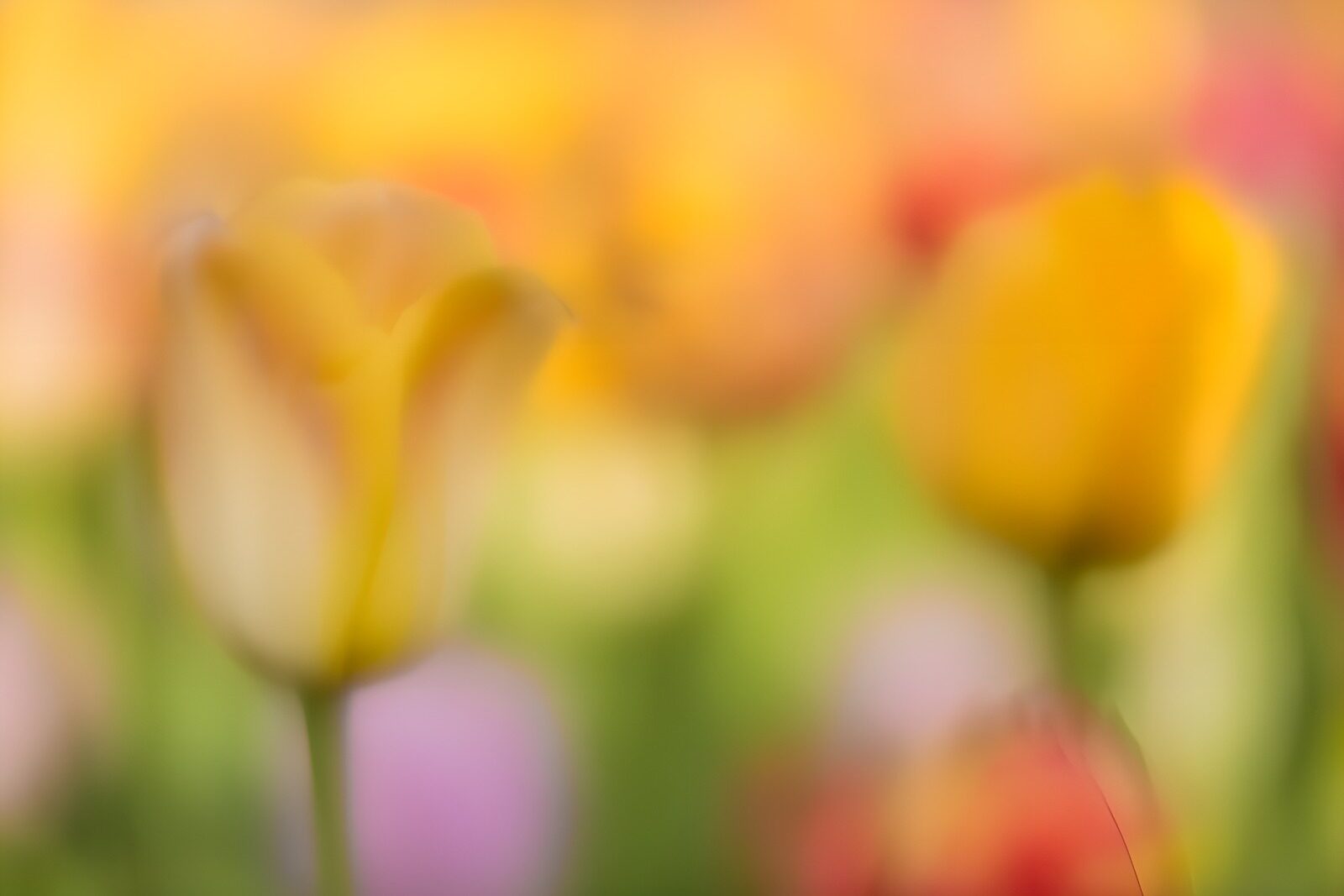 OCUK11527: Soft Focus Tulips in Bloom
