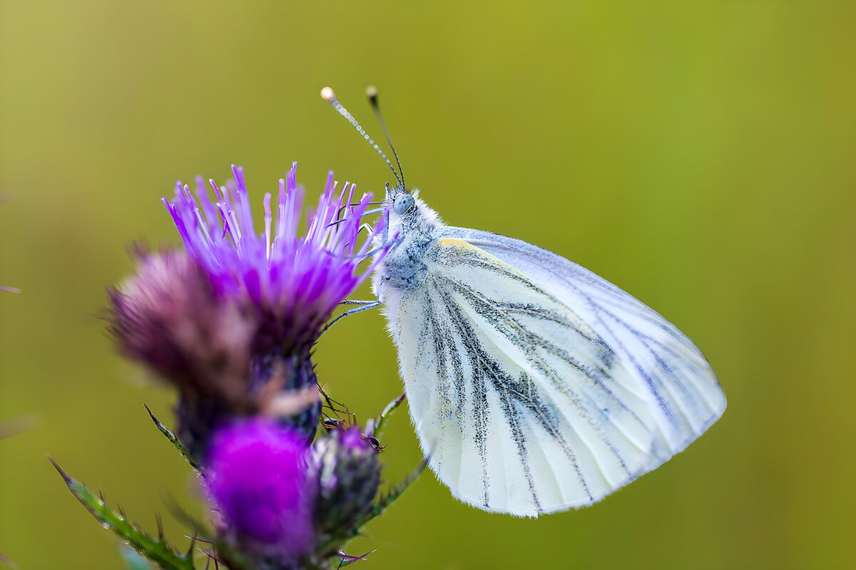 Delicate Butterfly on Blooming Thistle