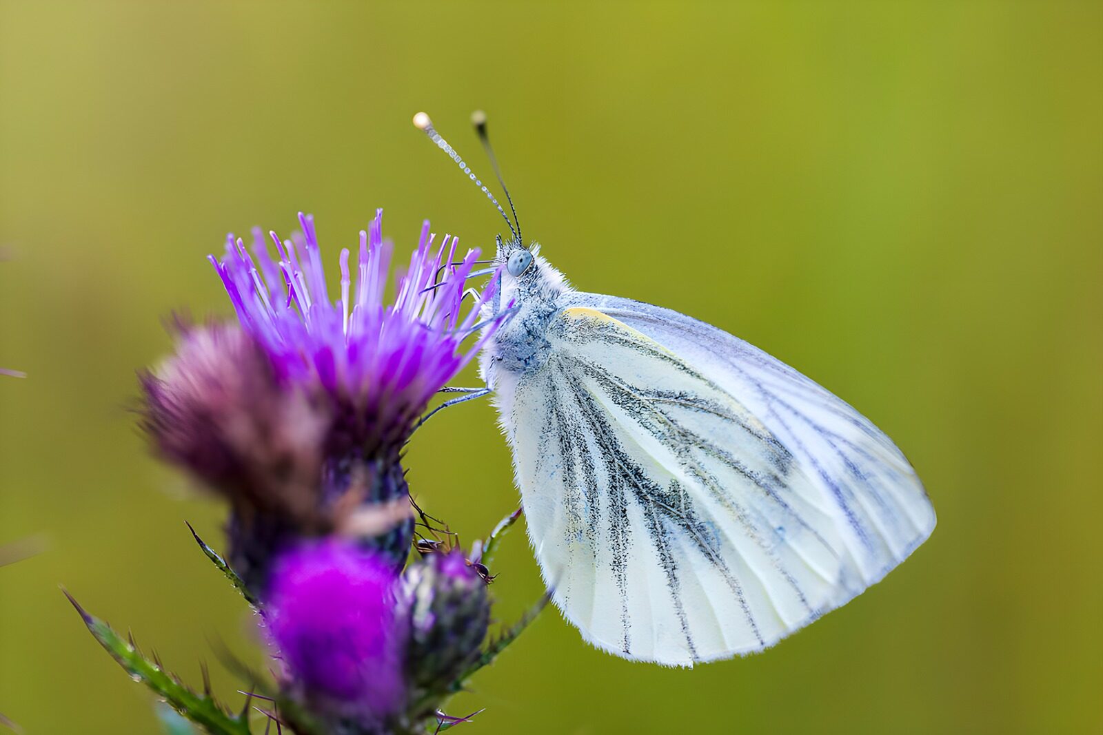 OCUK23913: Delicate Butterfly on Blooming Thistle