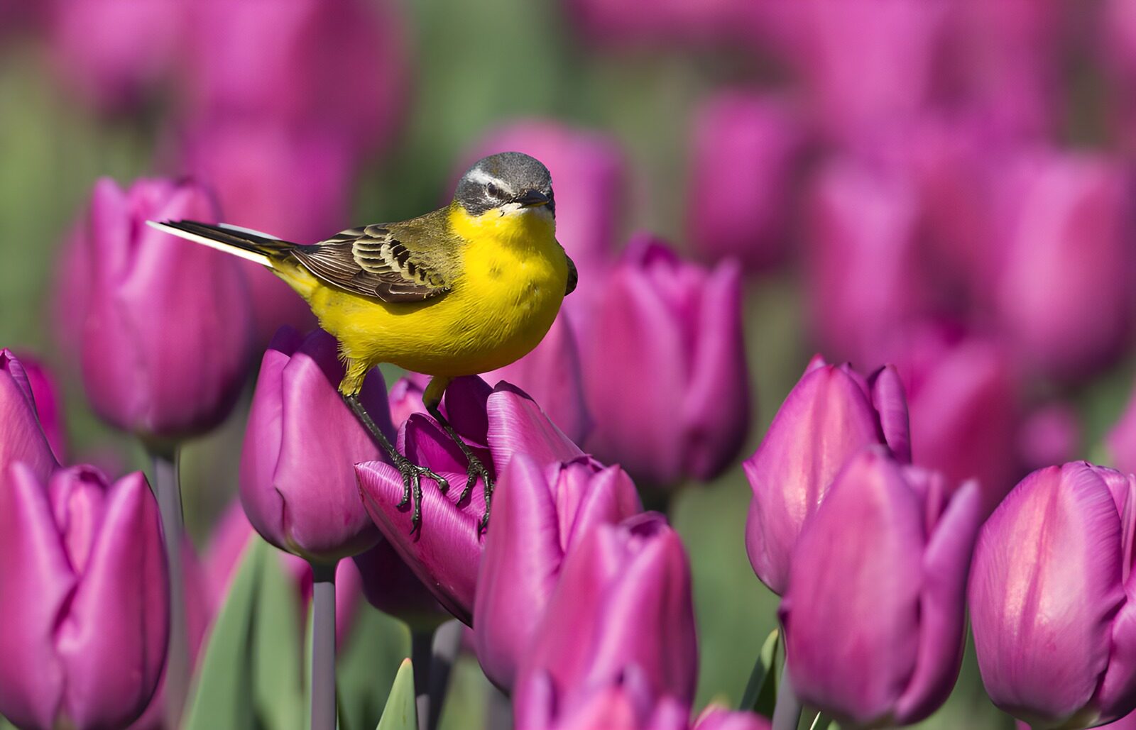OCUK86655: Yellow Bird Amidst Purple Tulips
