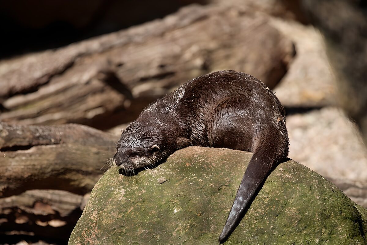 OCUK62623: Peaceful Otter Resting on a Rock