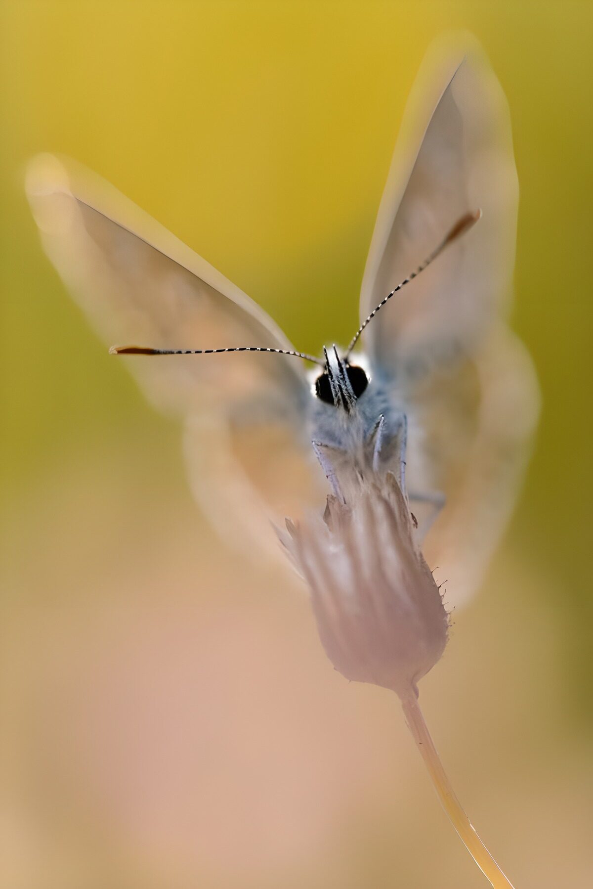 OCUK36831: Delicate Butterfly in Soft Focus