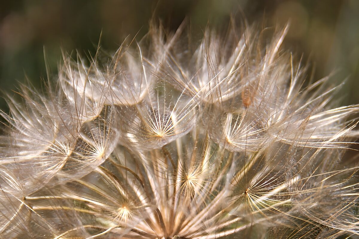 Delicate Seeds in Soft Focus