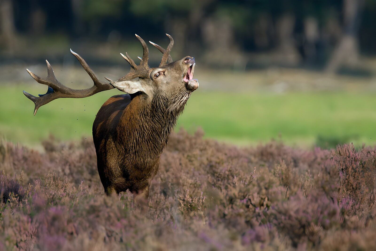 OCUK74379: Majestic Stag in the Wilderness