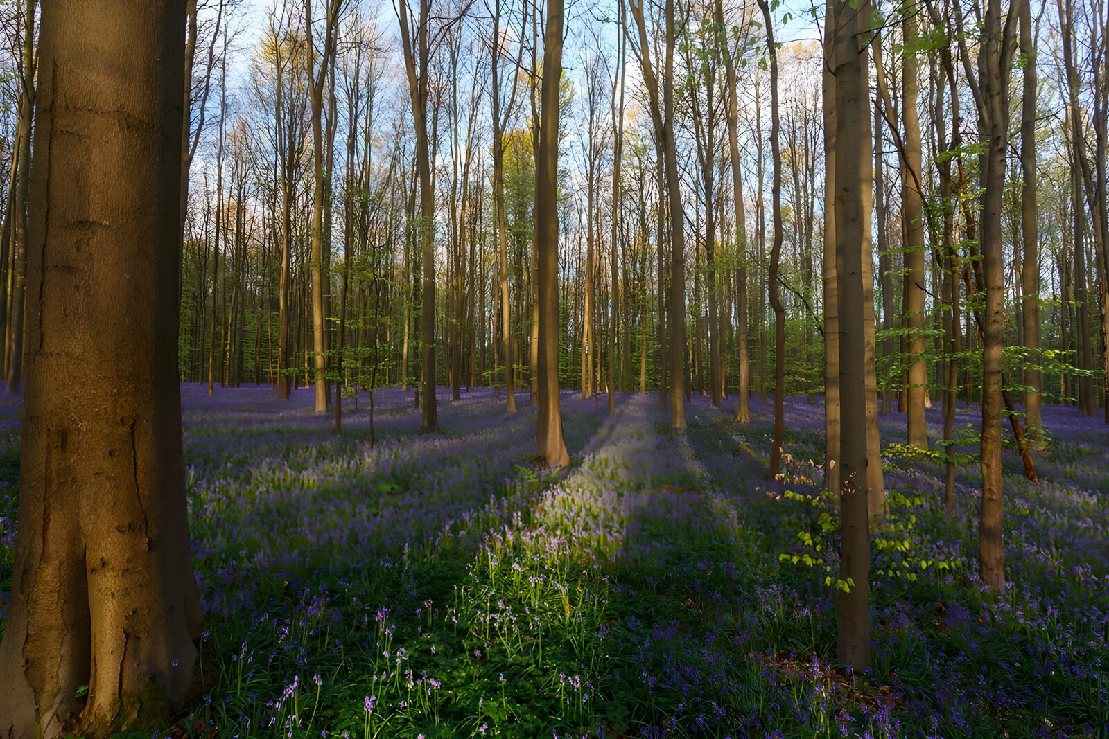 OCUK95935: Enchanted Bluebell Forest