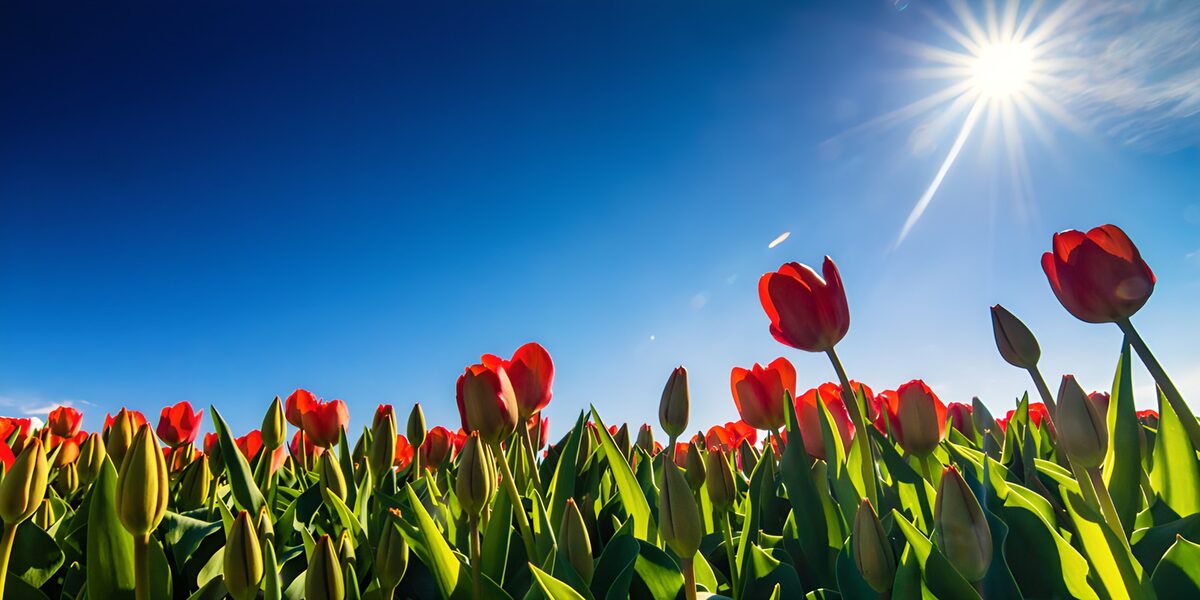 Vibrant Tulip Field Under Sunlight