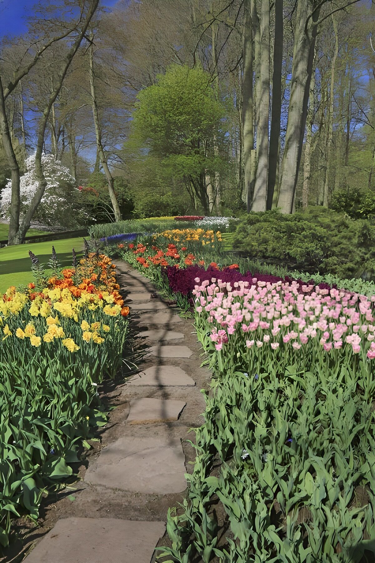 OCUK65968: Pathway between tulips and daffodils