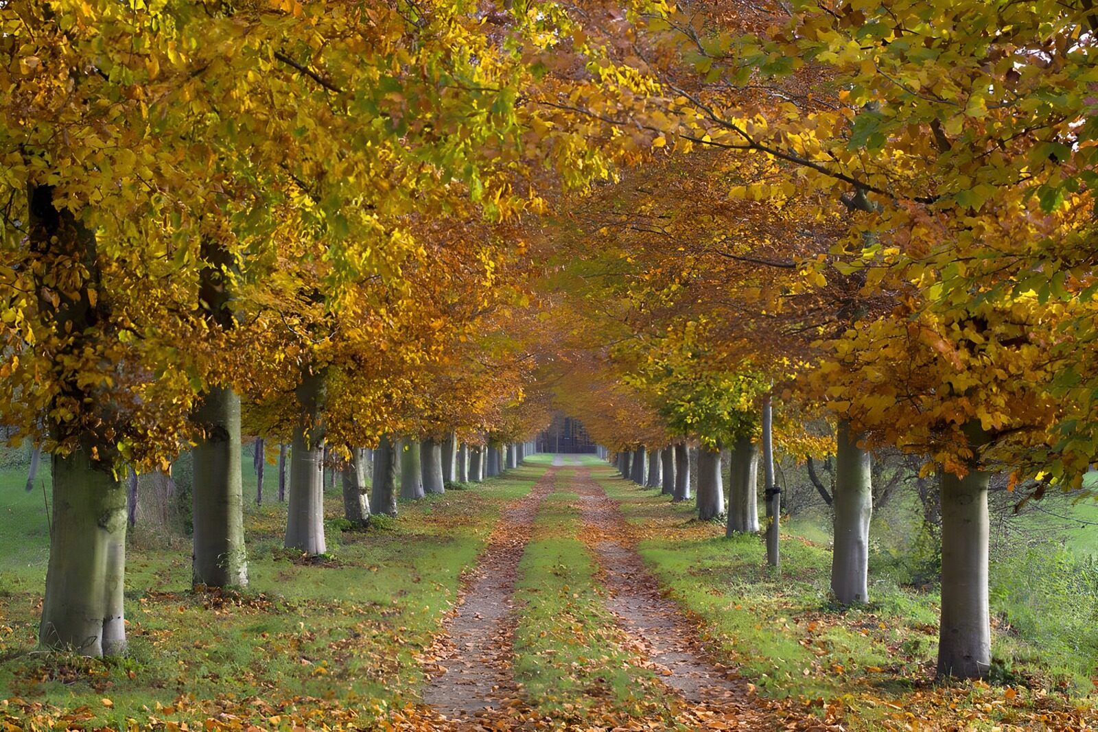 OCUK20516: Row of trees in the autumn