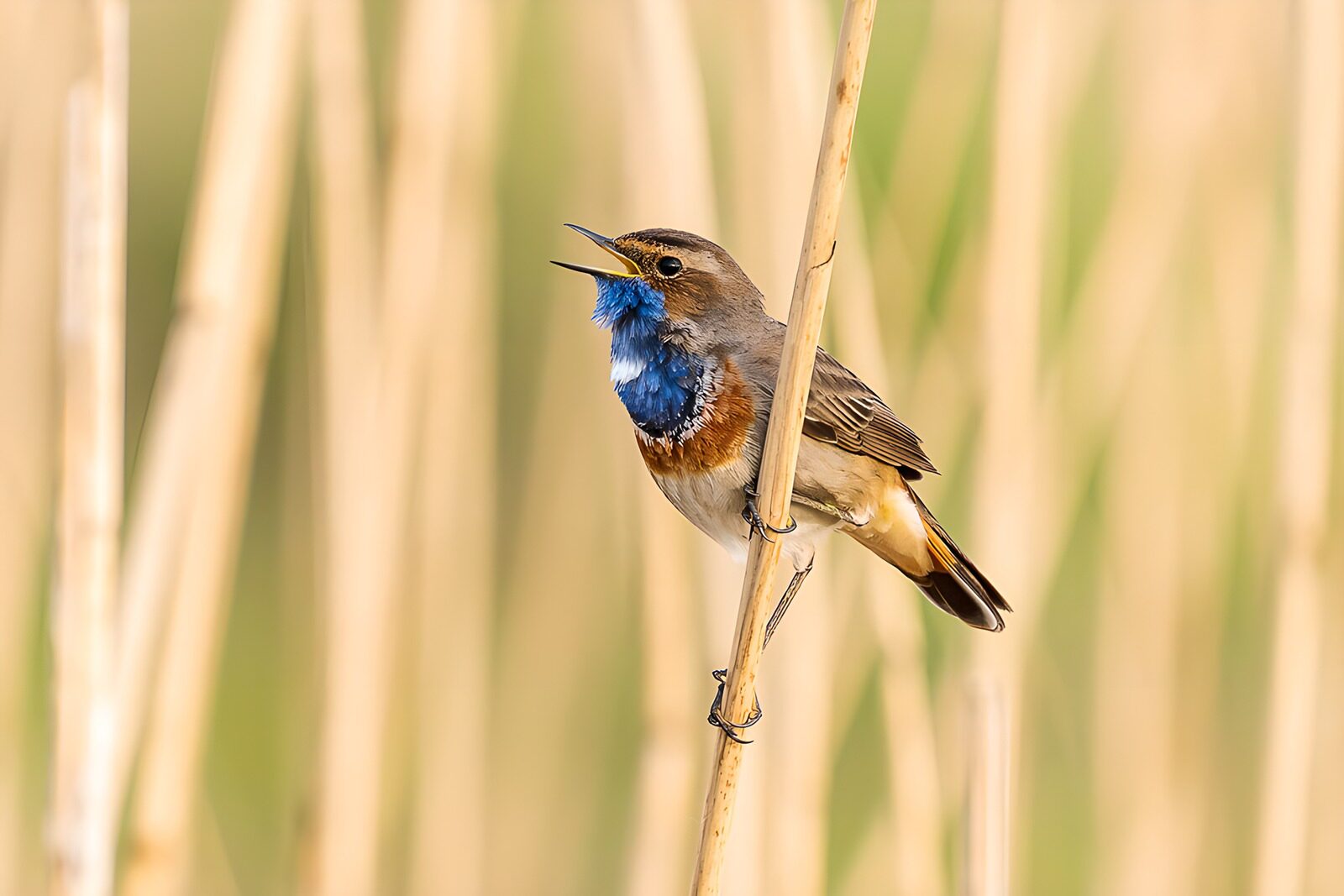 OCUK91113: Vibrant Bluebird Singing in the Reeds