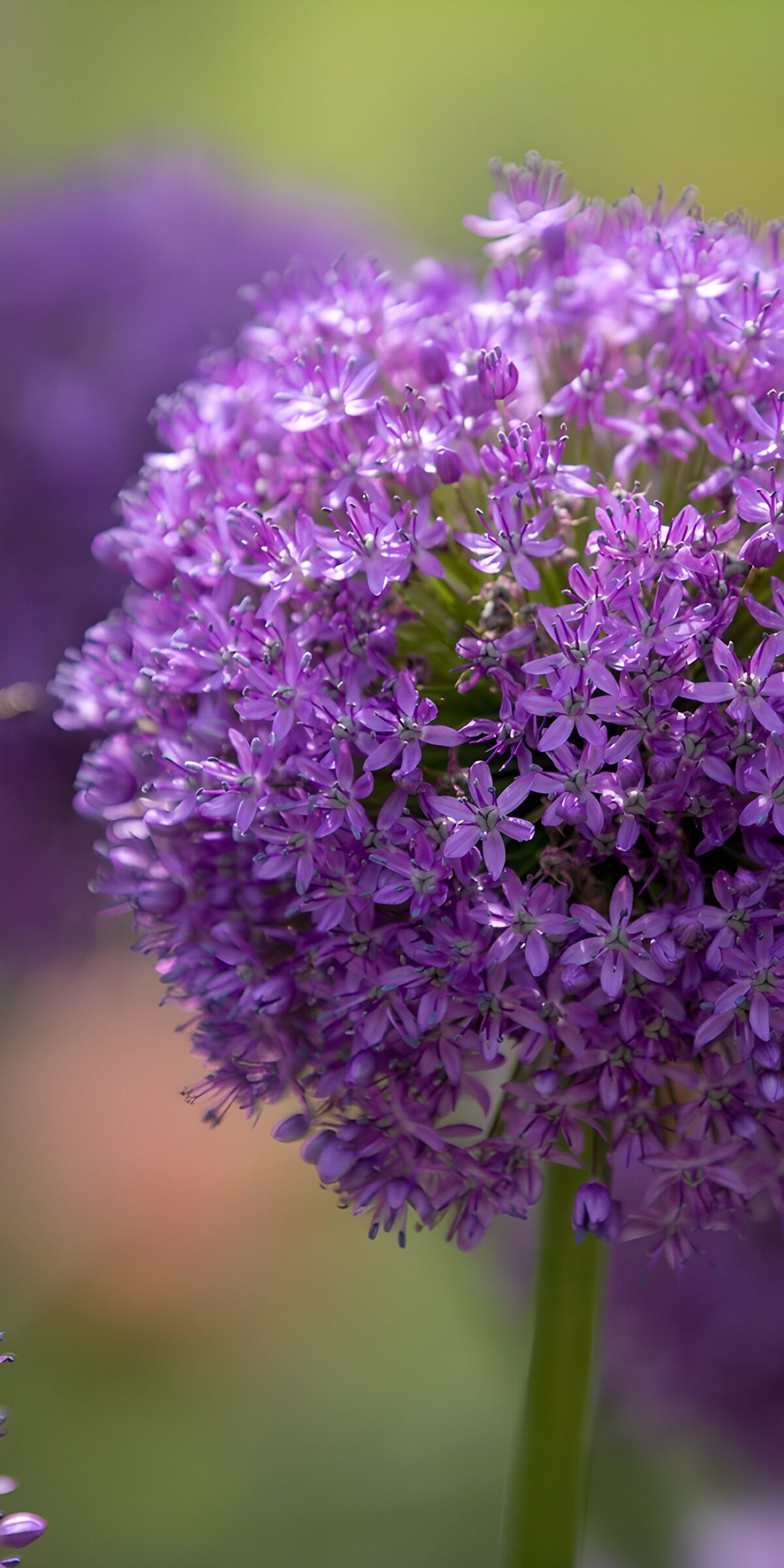OCUK57221: Vibrant Purple Allium Blossom
