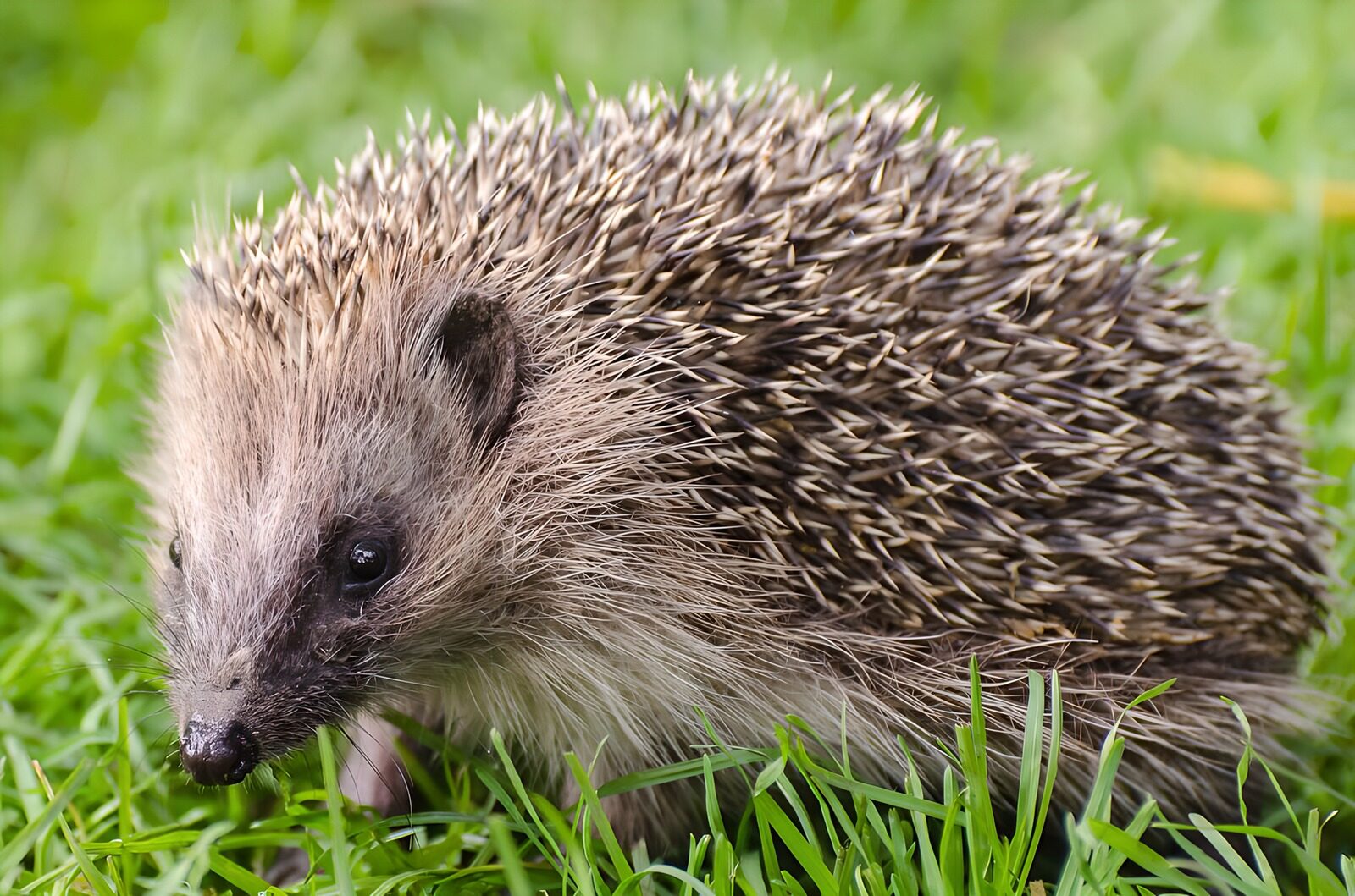OCUK24164: Curious Hedgehog in Green Grass