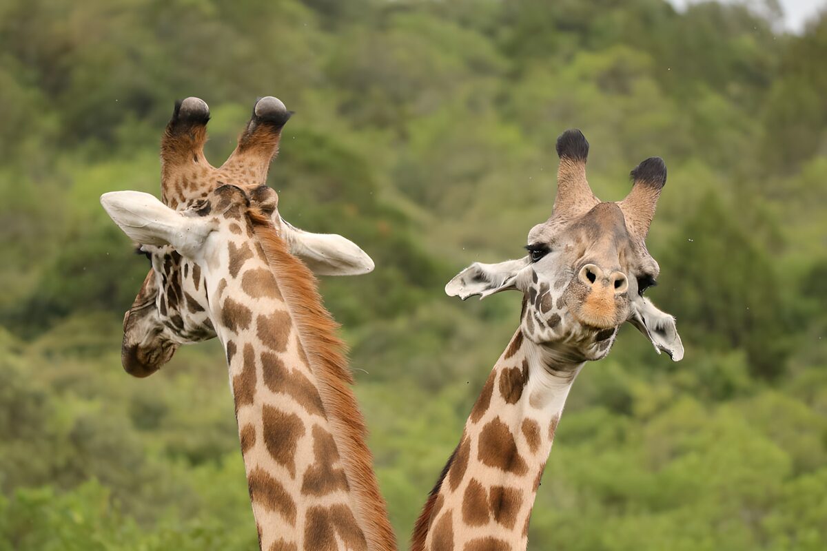 OCUK54078: Curious Giraffes in Nature