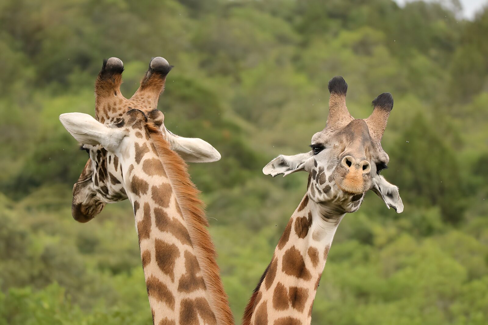 OCUK54078: Curious Giraffes in Nature