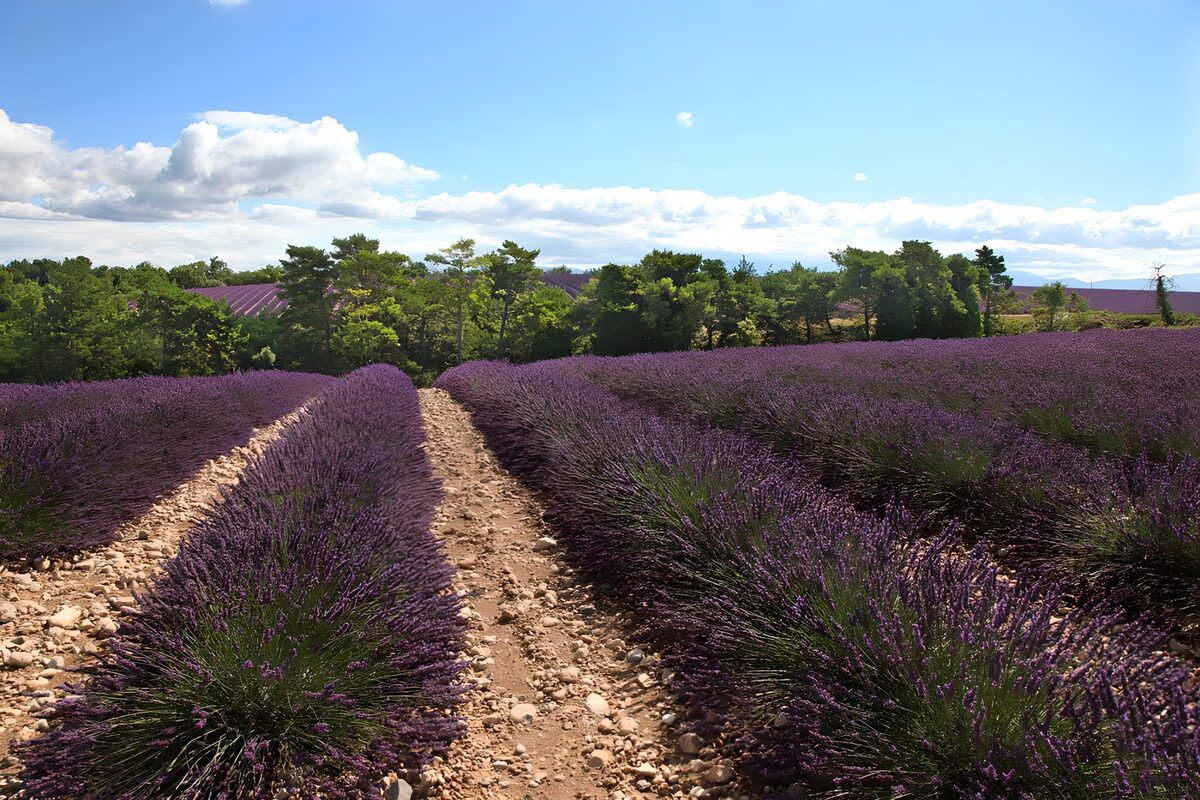 OCUK33858: Lavender Fields Under a Blue Sky