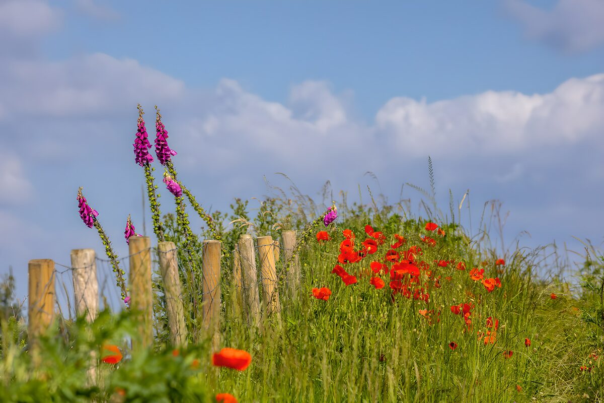 OCUK22545: Colorful Wildflowers by a Wooden Fence
