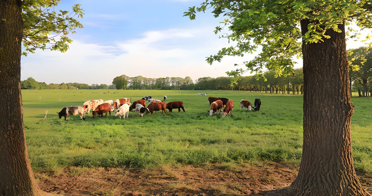 OCUK17408: Peaceful Pasture at Dusk
