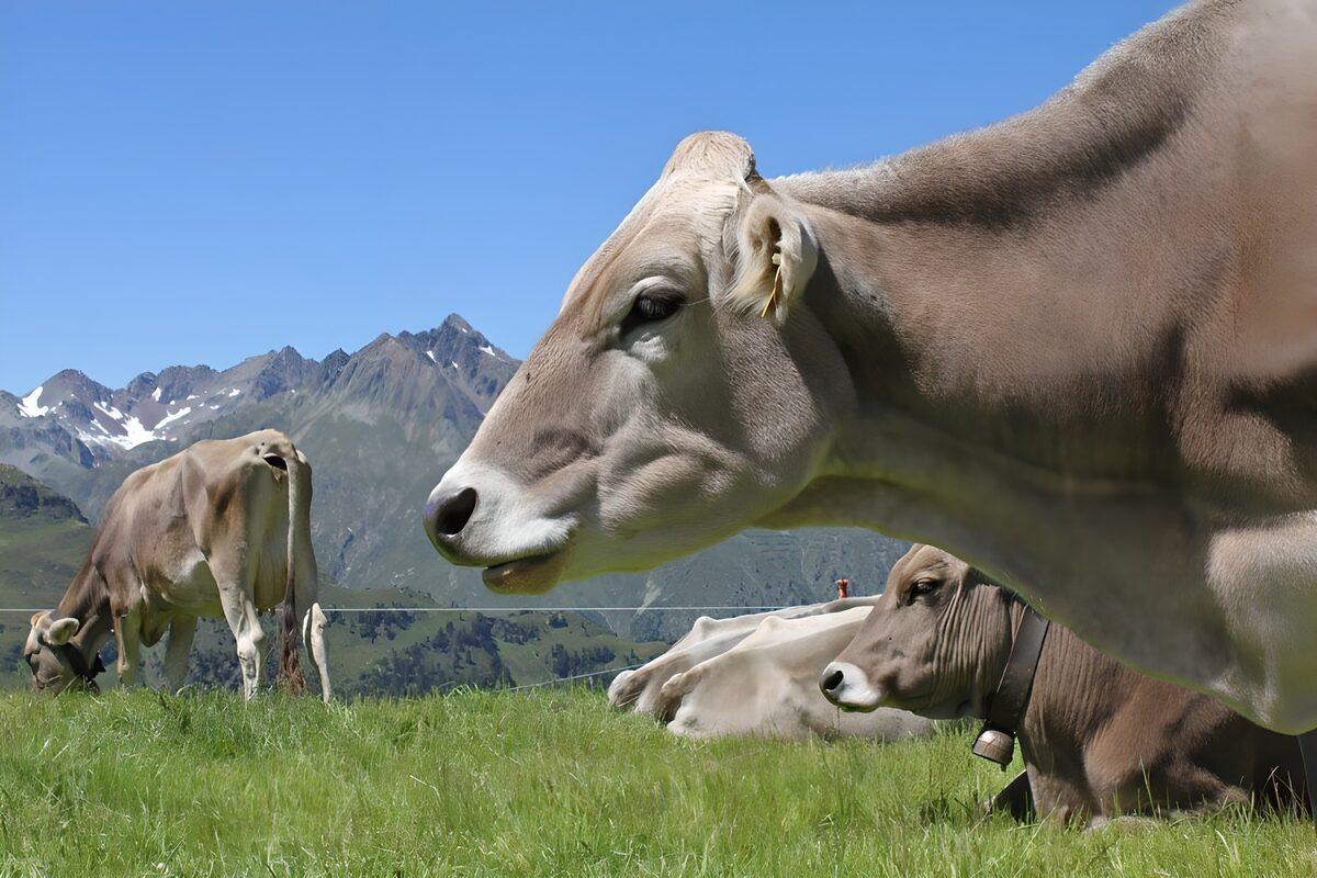 OCUK20408: Some cows in field with mountains in the background 1