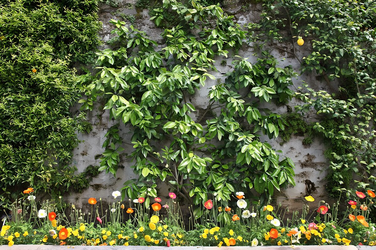 OCUK35579: Vibrant Garden Against a Rustic Wall
