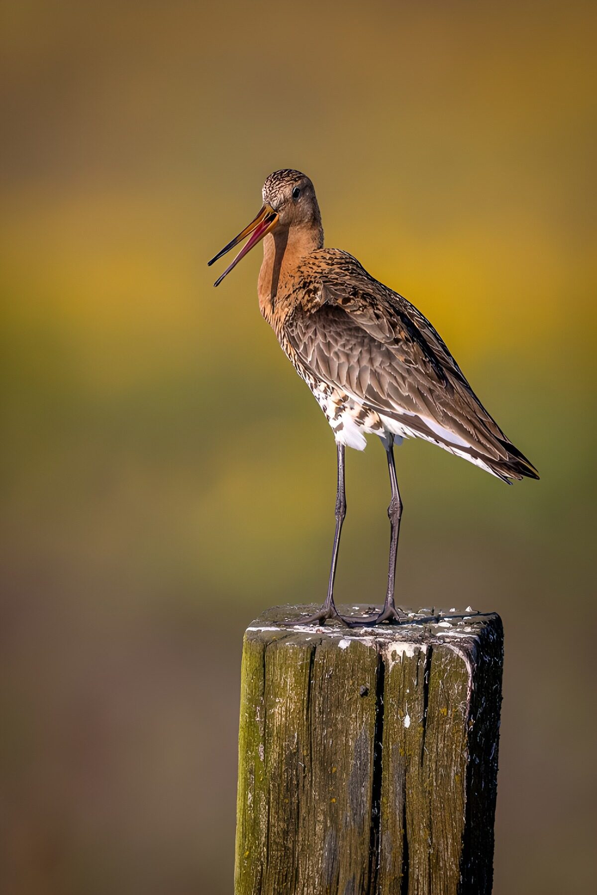 OCUK18404: Black-tailed Godwit on a Post