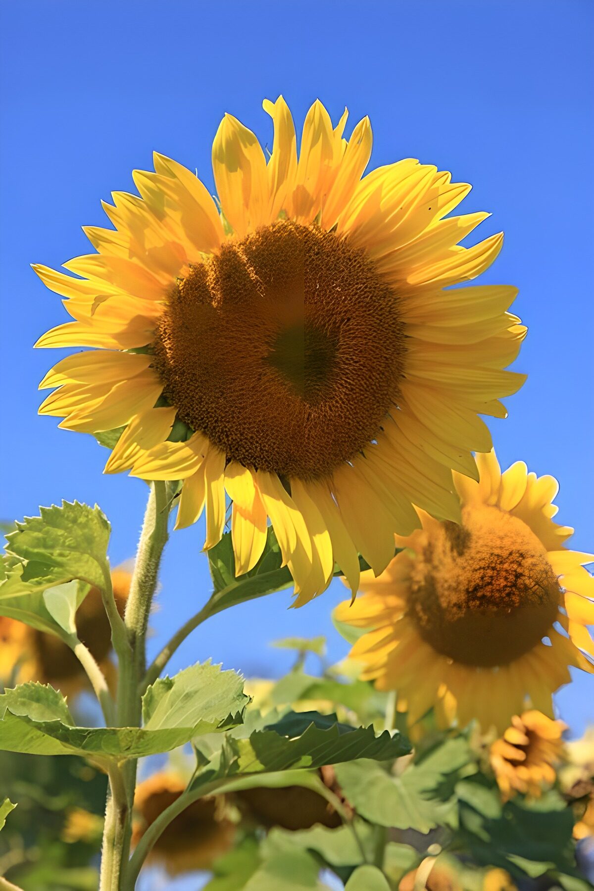 OCUK59144: Bright Sunflowers Against a Clear Sky