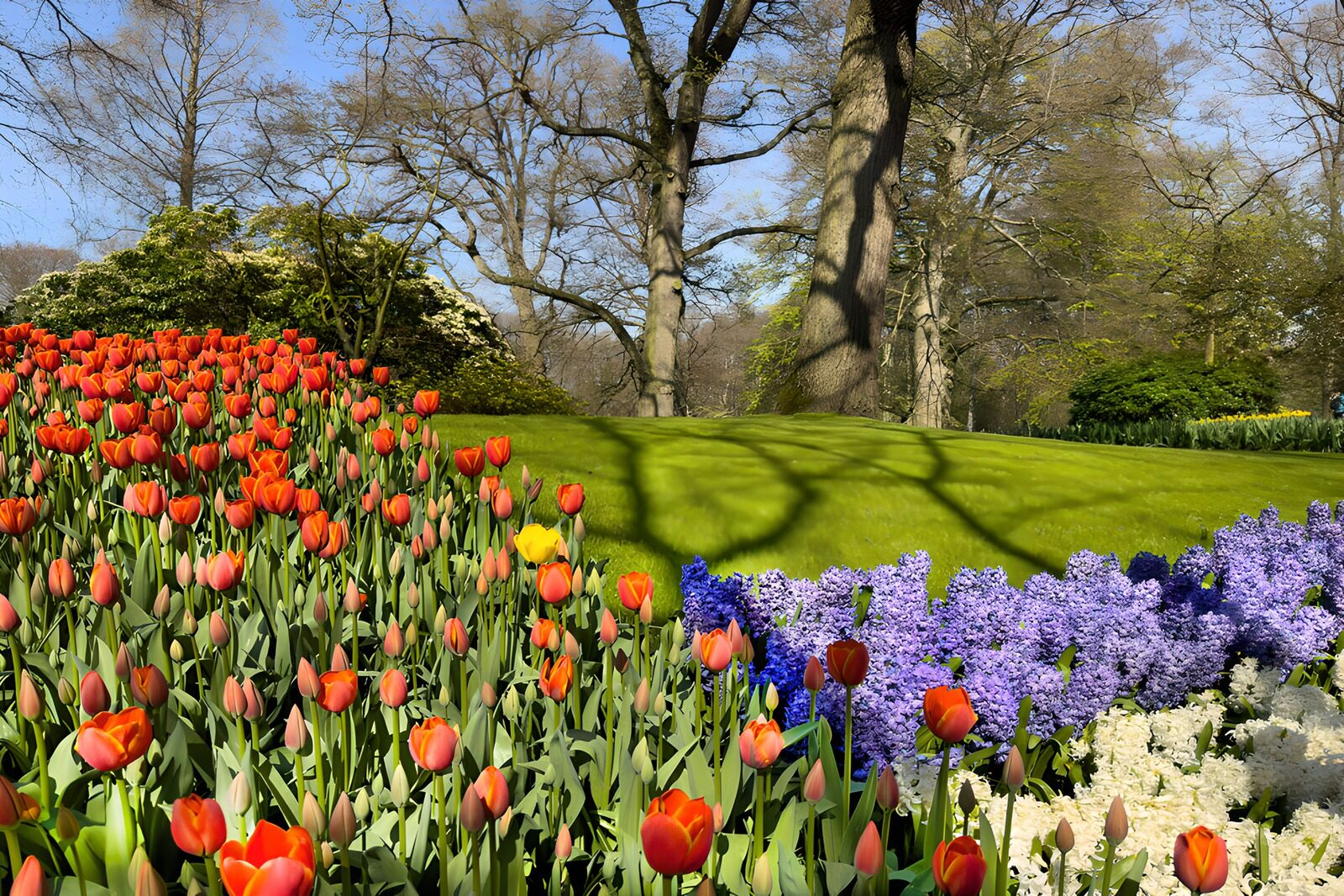 OCUK19045: Vibrant Spring Bloom in the Garden