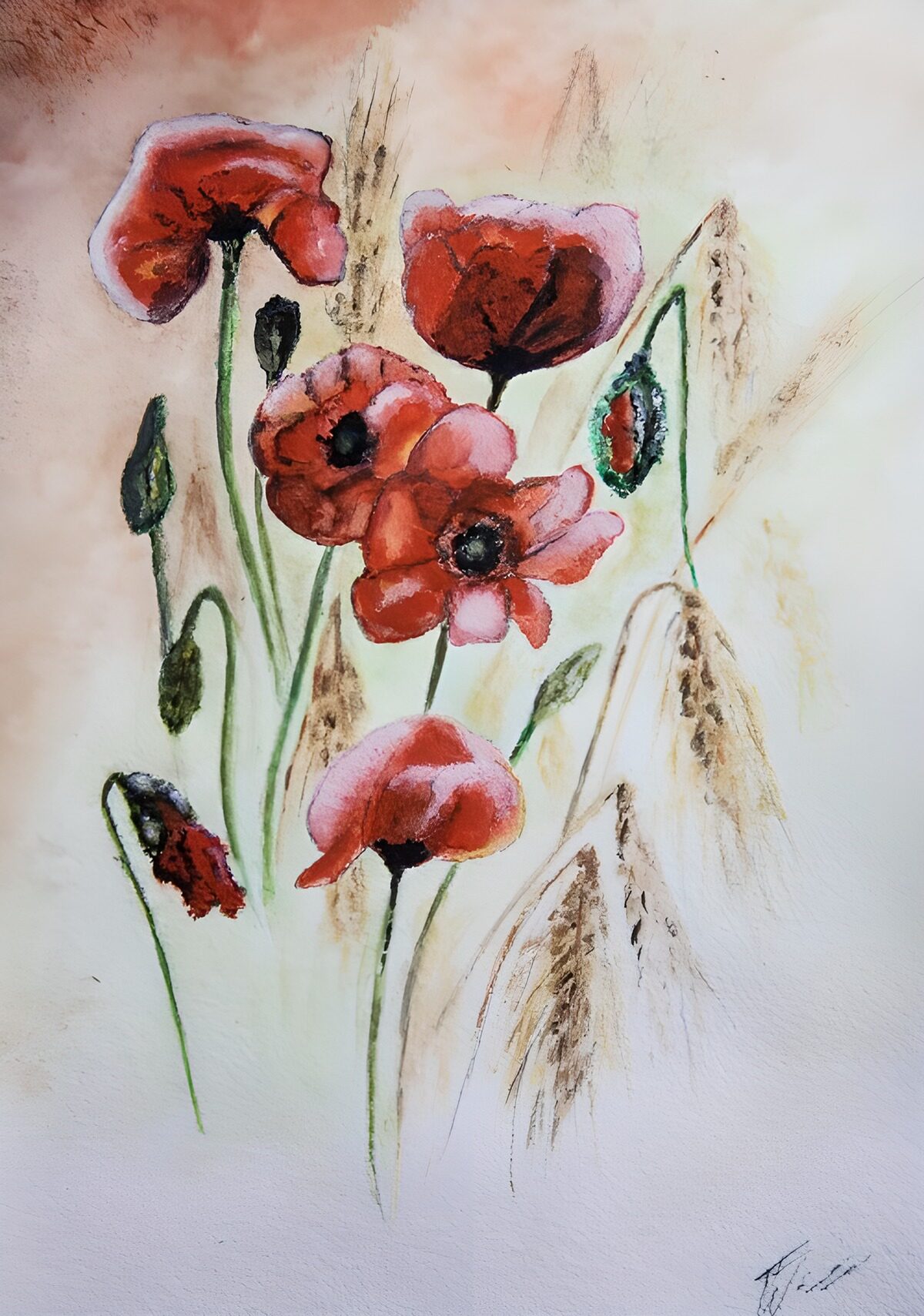 OCUK48454: Vibrant Poppies in a Gentle Breeze