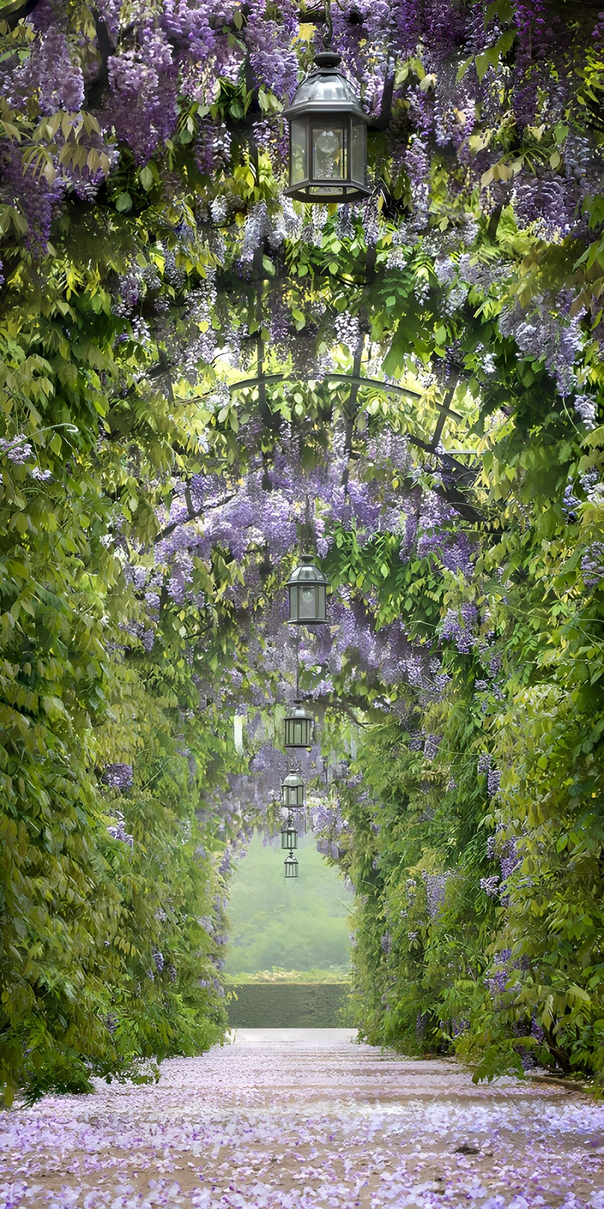 OCUK58665: Enchanted Wisteria Lane