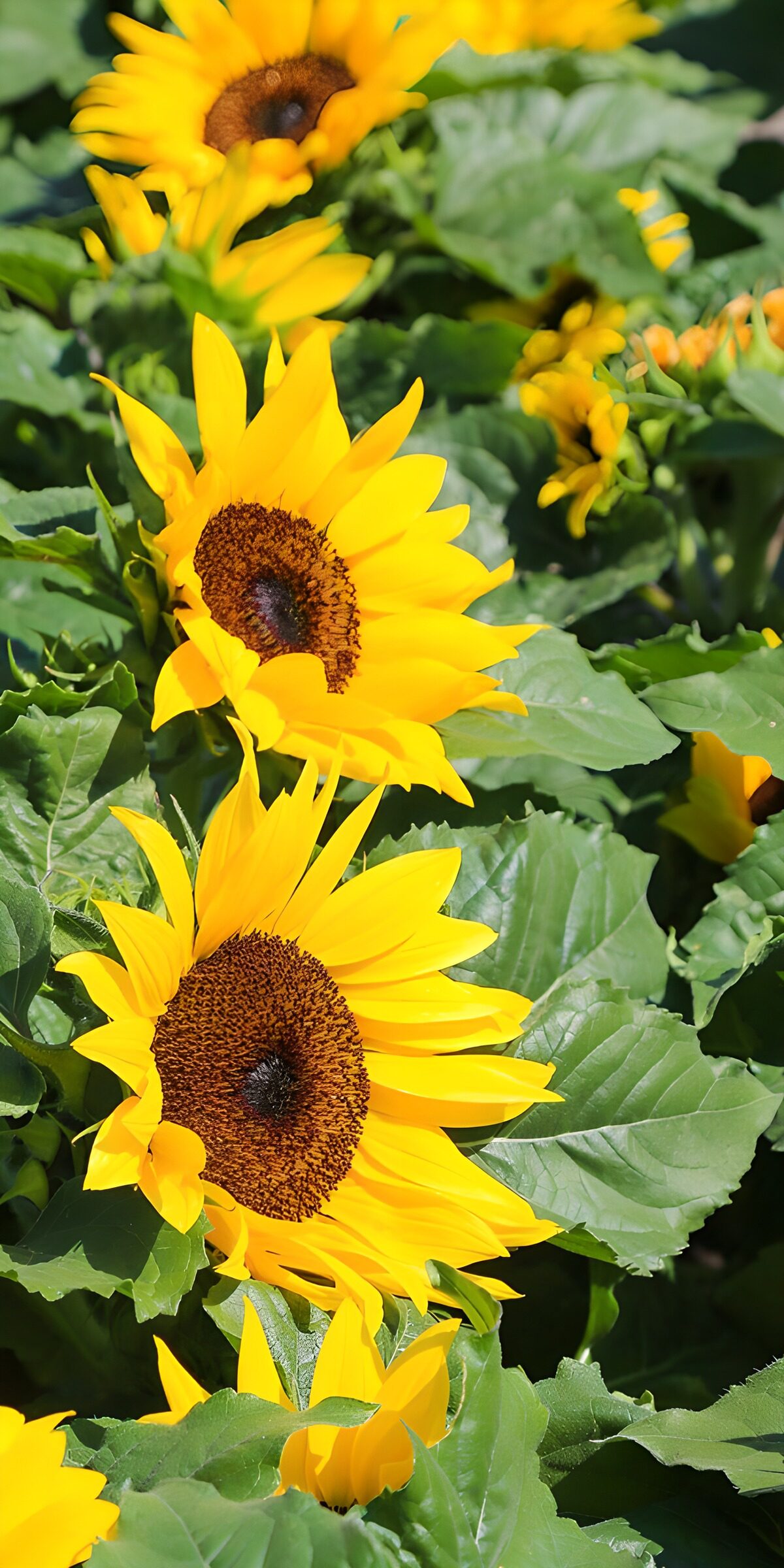 OCUK83003: Vibrant Sunflower Field Bliss