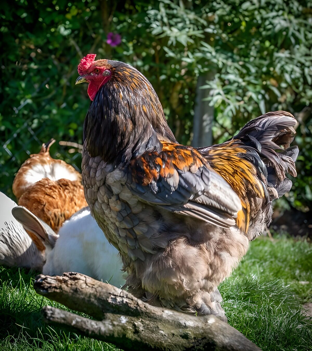 OCUK89186: Colorful Rooster in the Sun