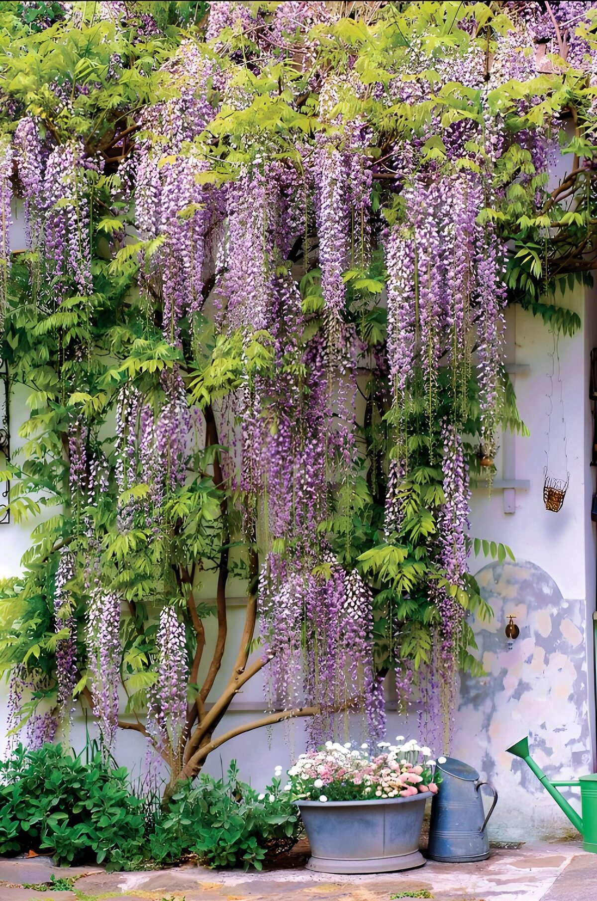 OCUK11044: Cascading Wisteria Blooms in Spring