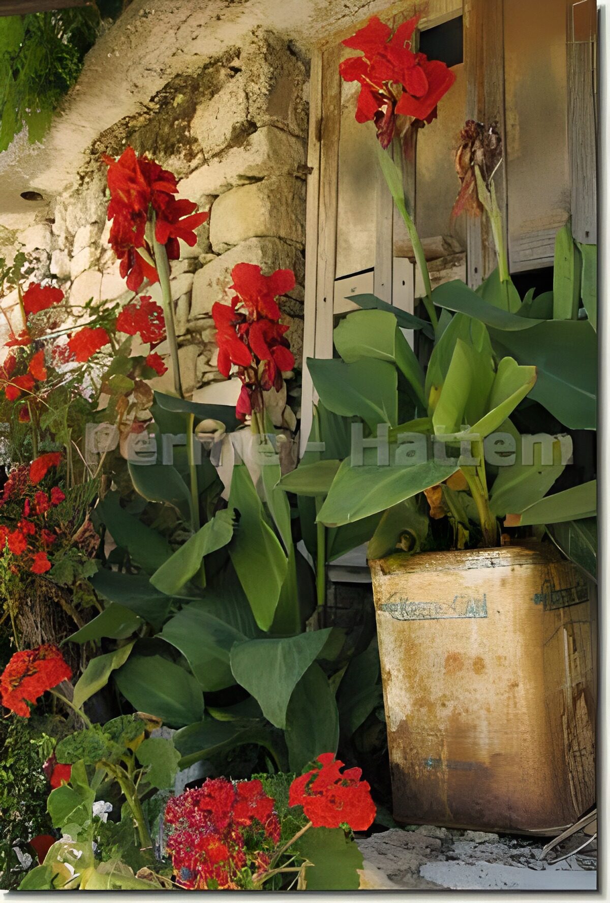 OCUK65904: Plants and flowers next to stone wall