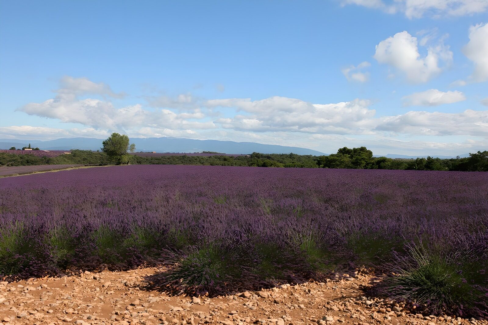 OCUK75101: Lavender Fields Under Blue Skies