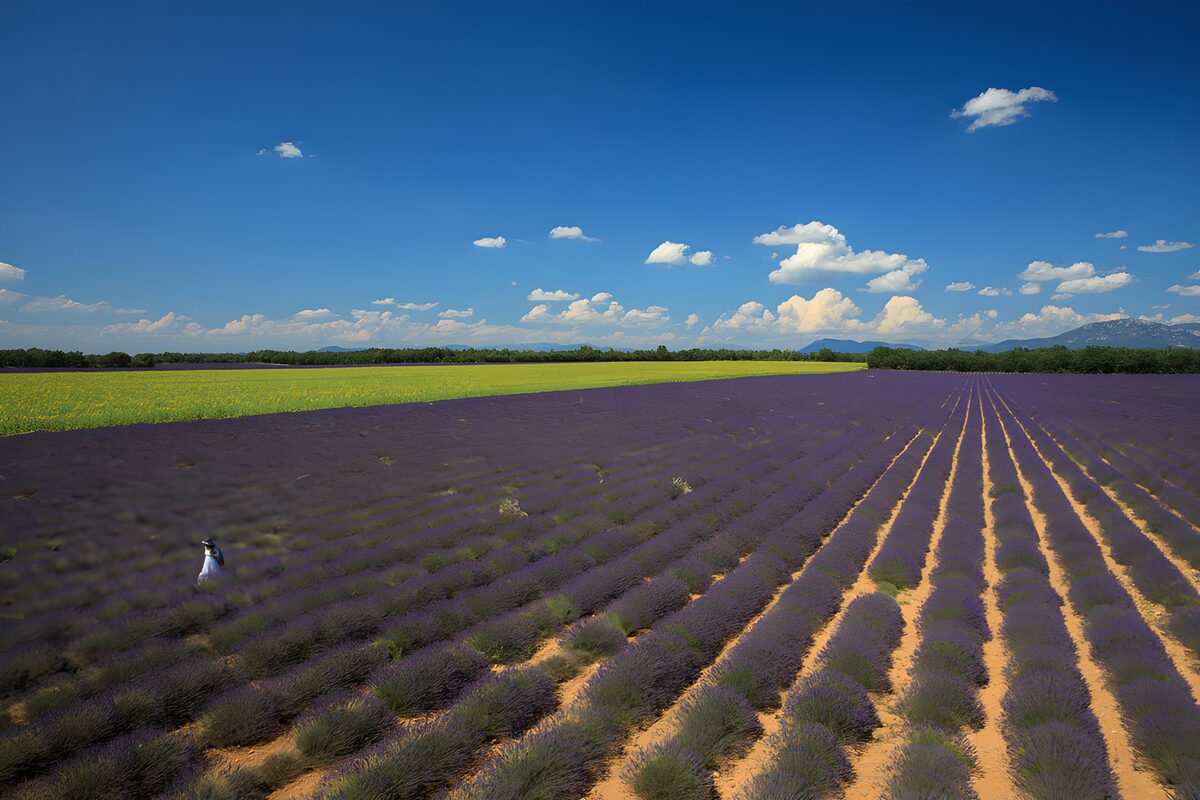 OCUK94161: Lavender Fields Under a Blue Sky