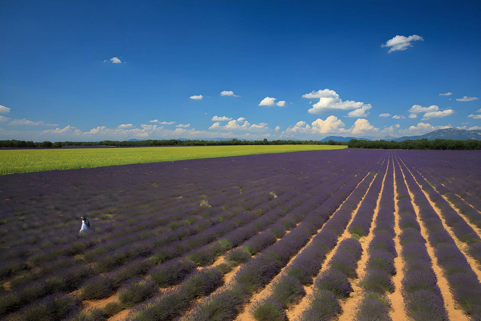 OCUK94161: Lavender Fields Under a Blue Sky