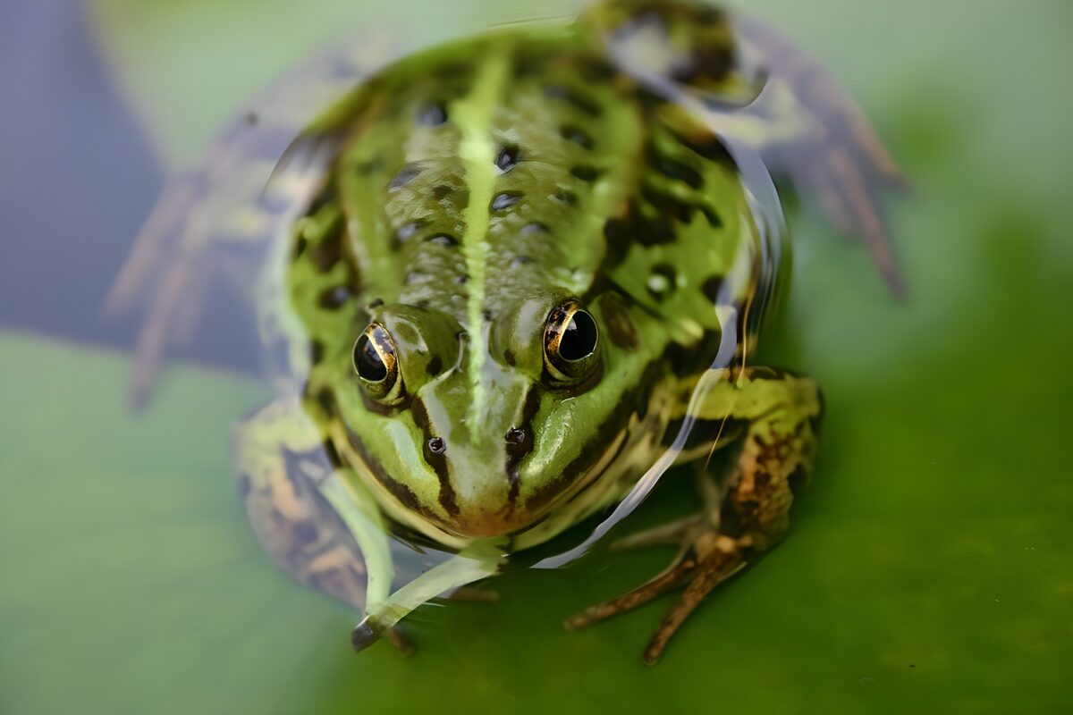 Frog 5